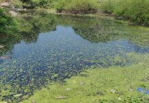 ચીખલી સામુહિક આરોગ્ય કેન્દ્રના કેમ્પસમાં પાણી નિકાલના અભાવે અસહ્ય ગંદકી