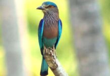 કહેવાય છે કે દશેરાના દિવસે આ પક્ષીના દર્શન કરી લો તો વર્ષમાં ક્યારેય નહિ આવે મુસીબત !