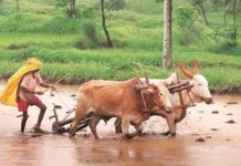 પ્રધાનમંત્રી કિસાન સન્માન યોજનામાં ગરબડ ગોટાળા