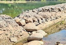 વાંસદા તાલુકાના બારતાડથી પદમડુંગરી ગામને જોડતા ચેકડેમ બન્યો જર્જરિત