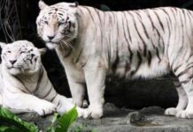 સુરતને નવા વર્ષે મળશે વ્હાઇટ ટાઇગરની ભેટ જે વધારશે જીલ્લાની શાન