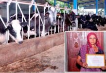 ગુજરાતની કોણ છે આ મહિલા જે વર્ષમાં ભરે છે ૧૦૦૦ લિટર દૂધ !