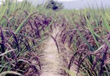 ગુજરાતમાં ખેતીક્ષેત્રે ખેડૂતનો નવતર પ્રયોગ ૪૦૦ રૂપિયે કિલો વેચાણ થતા ચોખાની ખેતી !