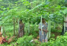 દર વર્ષે સુરત જિલ્લામાં ૬,૫૦૦ હેક્ટરમાં થાય છે વેલાવાળા શાકભાજીની ખેતી !