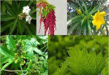 વિશ્વના પાંચ ખતરનાક છોડ જેનાથી થઇ શકે છે તમારું મૃત્યુ !