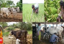 દક્ષિણ ગુજરાતના આદિવાસી ગ્રામ્યખેડૂતોના જીવનનિર્વાહ મુખ્યત્વે બે વ્યવસાયો પર નિર્ભર !