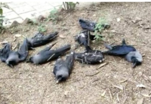 ગુજરાતમાં અનેક સ્થળોએ પક્ષીઓના મોતથી સ્થાનીકોમાં ભયનો માહોલ