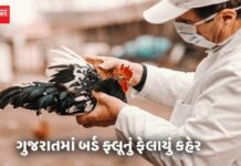 દેશમાં કયા કયા રાજ્યોમાં બર્ડ ફ્લૂનું ફેલાયું કહેર : જાણો