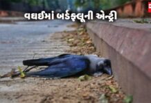 ડાંગ જિલ્લાના વઘઈમાં બર્ડફ્લૂનો પગ પેસારો !