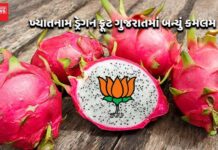 કમળ જેવું દેખાતું ખ્યાતનામ ડ્રેગન ફ્રૂટ ગુજરાતમાં બન્યું કમલમ !