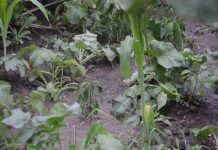 છેલ્લા સપ્તાહમાં થયેલા કમોસમી વરસાદથી ખેતીને મોટા પ્રમાણમાં થયું નુકસાન !