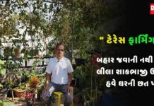 કૃષિક્ષેત્રમાં ટેરેસ ફાર્મિંગના નવા ટ્રેડએ શહેરમાં રહેતા લોકોમાં આકર્ષણનું કેન્દ્ર