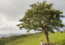 મારી નજરે: વૃક્ષ’ એટલે પ્રકૃતિએ આપણને આપેલી જીવાદોરી !