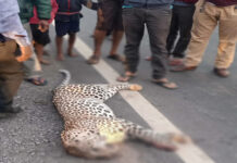 વાંસદા ધરમપુર રોડ પર ગતરોજ વહેલી સવારે કોઈ અજાણ્યા વાહન દ્વારા દિપડાને ટક્કર મારતા મોત !