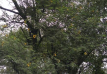 ચીખલી તાલુકાના ખાંભડા ગામના સરપંચ, તલાટી સામે લાગ્યો ભ્રષ્ટાચારનો આરોપ !