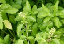 ઓછા બજેટમાં કરો આ ખેતી અને લાખો રૂપિયા કમાઓ, જાણો ?