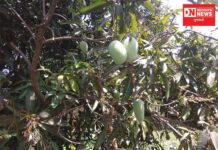 નવસારીમાં વાતાવરણ અચાનક પલ્ટો આવતા ખેડૂતોમાં કેરીના પાકને લઈને વધી ચિંતા !