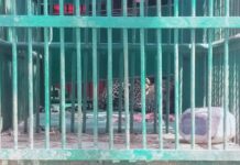 વાંસદાના પ્રતાપનગરમાં બે વર્ષનો દીપડી પુરાઈ પાંજરે !