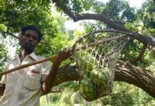 વલસાડના દરિયા કિનારાના ખેડૂતોની તૌકતે વાવાઝોડાએ ઉડાડી ઉંઘ: કેમ જાણો ?