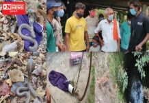 કપરાડામાં કોબ્રા સાપોના બચાવનું એનિમલ સેવિંગ સોસાયટીની ટીમો દ્વારા રેસ્ક્યુ ઓપરેશન !