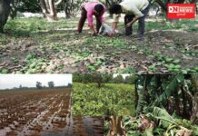 તાઉ-તે વાવાઝોડા અને ભારે વરસાદથી દક્ષિણ ગુજરાતના ખેડૂતોને લાખોનું રૂપિયાનું નુકસાન !