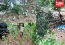 નવસારીમાં 34 હજાર હેકટરના કેરીના વાવેતરમાંથી માત્ર 7700 હેકટરમાં નુકસાન બતાવાયું !