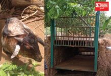 કપરાડાના ફોરેસ્ટર વિભાગની નિષ્ક્રિય કામગીરીના કારણે દિક્ષલ ગામમાં દીપડાનો આતંક યથાવત !