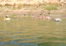 યુપી-બિહારની બોર્ડરની ગંગામાં કોરોનાના મૃતદેહનો જોવા મળી રહ્યો છે પ્રવાહ !