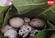 દક્ષિણ ગુજરાતના વિસ્તારોમાં આદિવાસી લોકોની ખાદ્ય વનસ્પતિઓમાની એક ‘ભોપીડ’