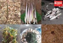 શરુવાતી વરસાદમાં આદિવાસી લોકોમાં ઔષધિ તરીકે ખવાતી વનસ્પતિ એટલે ‘સેવળા’