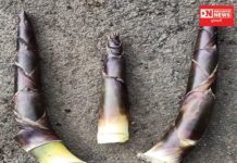 માનવ શરીરમાં એક નવી જ ચેતના જગાવતી વનસ્પતિ એટલે ‘વાસકીલ’