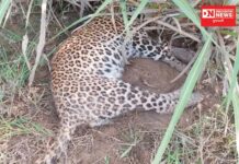 ચીખલીના બારોલીયા ગામમાં 2 વર્ષીય દીપડી મૃત હાલતમાં મળી આવી: મોતનું કારણ અકબંધ