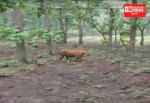 હમ શેર હૈ ! જાણો ક્યાં દેખાયો પોતાના અંદાજમાં ફરતો વાઘ