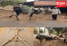 જાણો: આદિવાસી ખેડૂત દ્વારા પરંપરાગત દેશી ઢબની ખેતી કરવા બળદને અપાતી કેળવણી વિષે..
