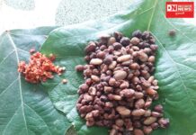 આદિવાસી લોકોમાં ધાર્મિક કે સાંસ્કૃતિક પ્રસંગે ખવાતી કઠોળના મિશ્રણની બનેલી ઘૂઘરી !