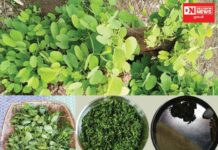 આદિવાસી લોકોમાં ખવાતી વિટામીનયુક્ત કાંચનારની ભાજી