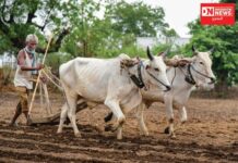 વરસાદ ખેચાઈ જતાં વાંસદામાં વરસાદી ખેતી કરતાં ખેડૂતોમાં ચિંતાનો માહોલ