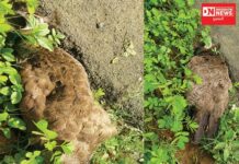 ચીખલી તાલુકાના સરવાણી ગામમાં કરંટ લાગવાથી બે ઢેલના મૃત્યુ !