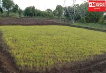 ચીખલી તાલુકામાં વરસાદ ખેંચાતા આકાશી ખેતી પર નભતા ખેડૂતો મુંઝવણમાં !