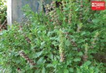 આજીલો એટલે ગરીબ આદિવાસીઓના રસોડાનું ધરેણું