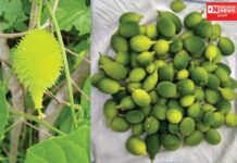આદિવાસી સમુદાયોમાં ખવાતી કંટોલા નામની ઔષધીય વનસ્પતિ