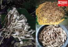 વાંસદાના બજારમાં સ્વાદમાં સ્વાદિષ્ટ ‘આળીમ’ આદિવાસી લોકોની બની રોજગારીનું સાધન