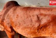 ચીખલી-વાંસદાના પશુપાલકોમાં ગાય અને ભેંસમાં લમ્પી સ્કીન ડિસીસ નામના રોગથી ખળભળાટ