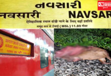 નવસારીમાં મુંબઈ થી નિઝામુદિંન જતી અગસ્ત ક્રાંતિ ટ્રેનની અડફેટે આવતાં પાંચ ગાયોના મોત: મોટી દુર્ઘટના ટળી