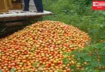 મહારાષ્ટ્રના ખેડૂતને કપરાડામાં ભાવ ન મળતાં રસ્તા પર ફેક્યા ટામેટા