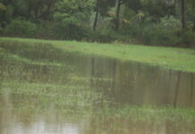 વાંસદામાં વરસાદી માહોલ છવાતાં ખેડૂતોમાં જોવા મળી ખુશીની લહેર