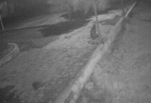 વઘઇ કૃષિ મહાવિદ્યાલયનાં કેમ્પસમાં દીપડો દેખાતા ભયનો માહોલ