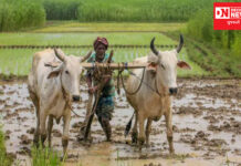 ખેડૂતોની દિવાળી સુધરશે, મોદી સરકાર આપી શકે છે ખેડૂતોને આ મોટી ભેટ !