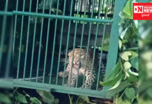 ચીખલીના રાનકુવાના સરૈયા ગામે દીપડો પાંજરે પુરતા ગામ લોકો થયા ભયમુક્ત !