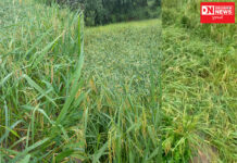 સતત વરસતા વરસાદમાં આદિવાસી ખેડૂતોની મન કી બાત..